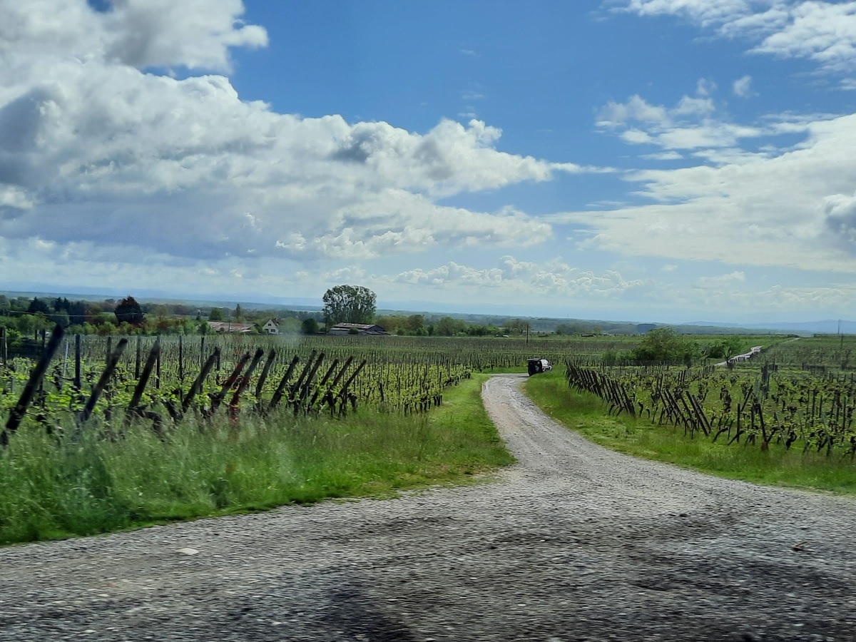Route des 🍇 vins d’Alsace 🍇